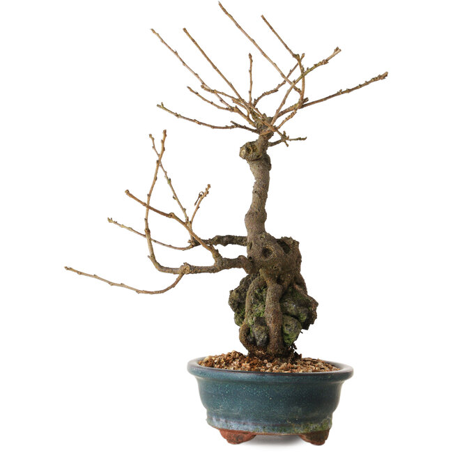 Grewia biloba Parviflora, 30 cm, ± 15 years old