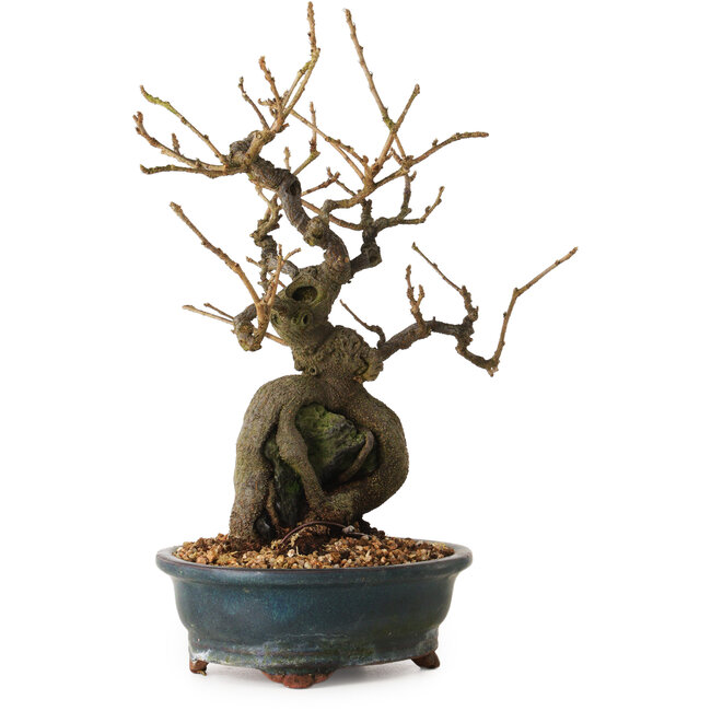 Grewia biloba Parviflora, 26 cm, ± 15 years old