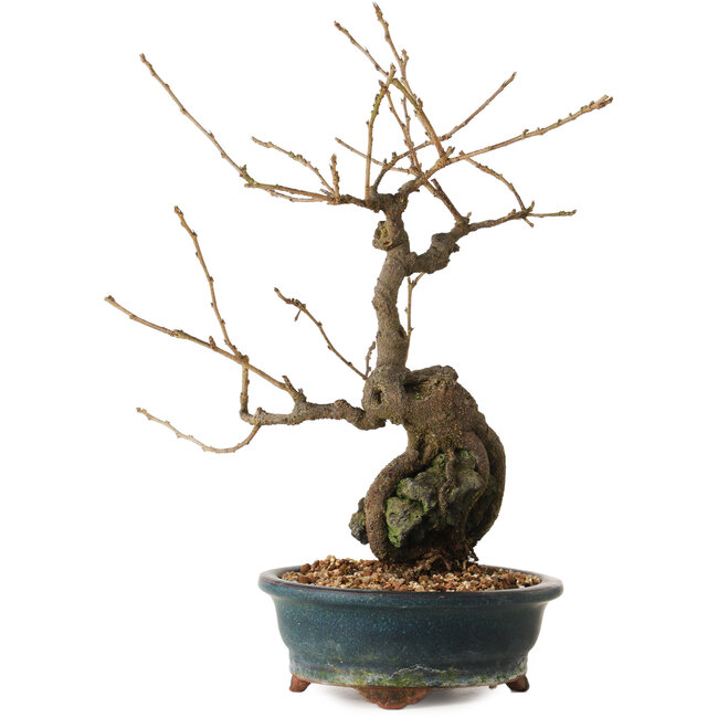 Grewia biloba Parviflora, 30 cm, ± 15 years old