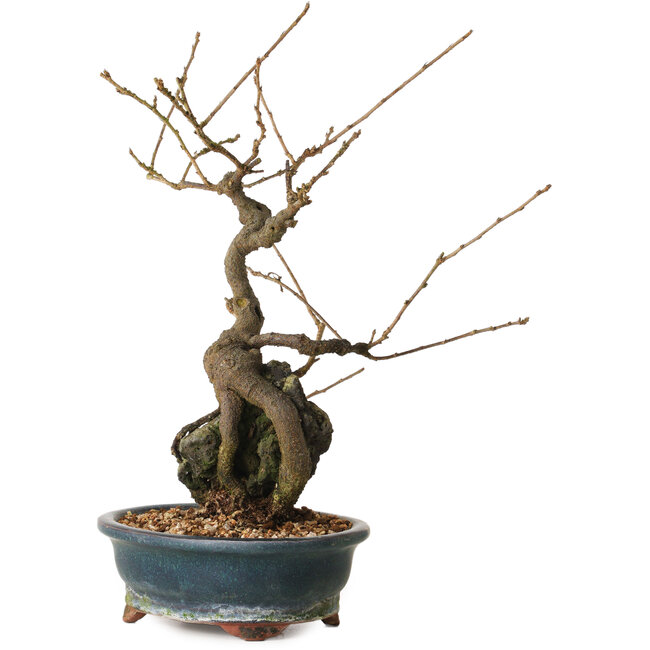 Grewia biloba Parviflora, 30 cm, ± 15 years old