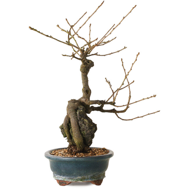 Grewia biloba Parviflora, 30 cm, ± 15 years old