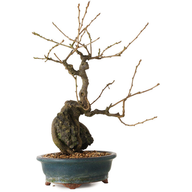 Grewia biloba Parviflora, 30 cm, ± 15 years old