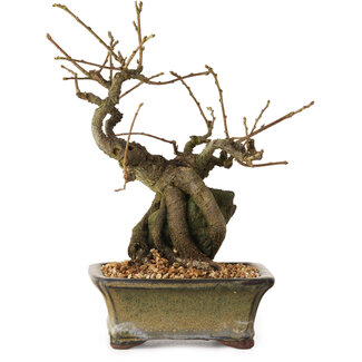 Grewia biloba Parviflora, 19 cm, ± 15 ans