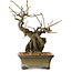 Grewia biloba Parviflora, 19 cm, ± 15 ans