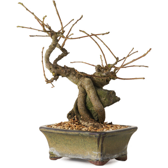 Grewia biloba Parviflora, 19 cm, ± 15 ans