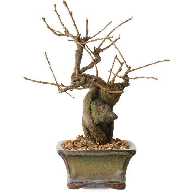 Grewia biloba Parviflora, 19 cm, ± 15 ans