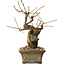 Grewia biloba Parviflora, 19 cm, ± 15 ans