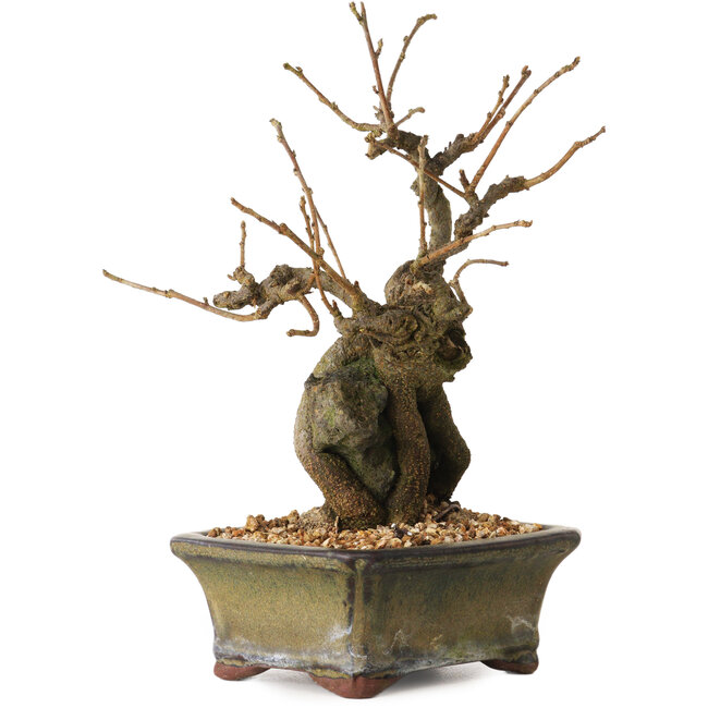 Grewia biloba Parviflora, 19 cm, ± 15 ans