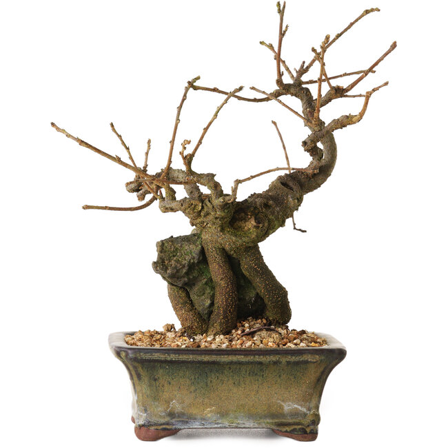 Grewia biloba Parviflora, 19 cm, ± 15 ans