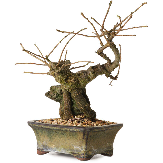 Grewia biloba Parviflora, 19 cm, ± 15 anni