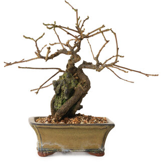 Grewia biloba Parviflora, 19 cm, ± 15 ans