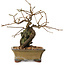 Grewia biloba Parviflora, 19 cm, ± 15 ans