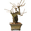 Grewia biloba Parviflora, 19 cm, ± 15 ans