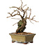 Grewia biloba Parviflora, 19 cm, ± 15 ans