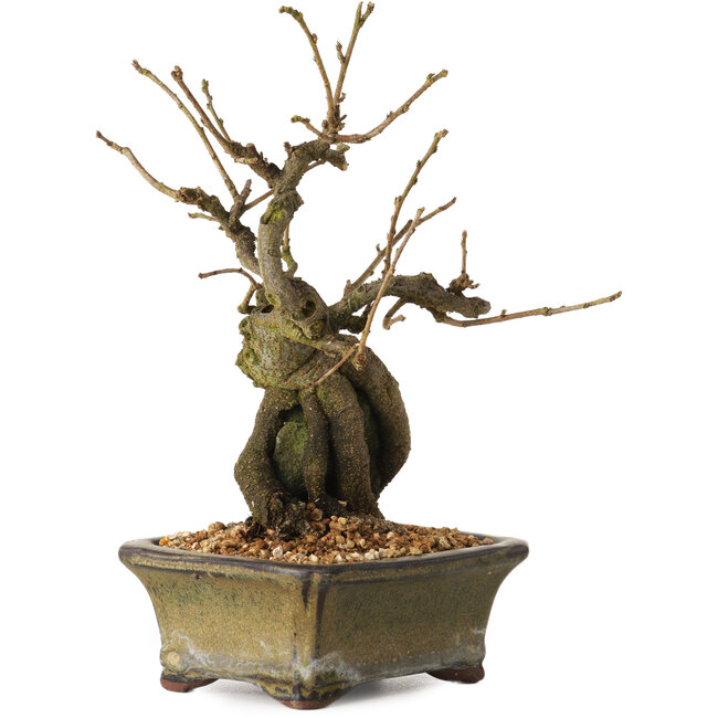 Grewia biloba Parviflora, 19 cm, ± 15 ans