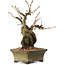 Grewia biloba Parviflora, 19 cm, ± 15 ans