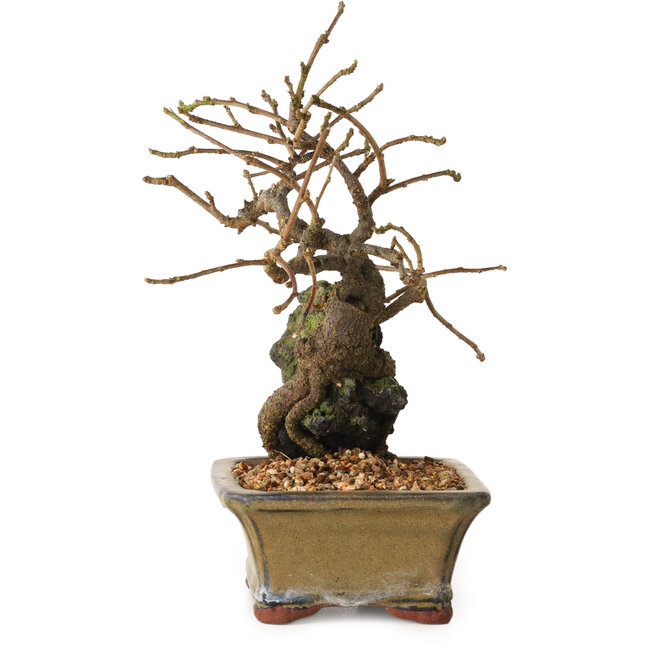 Grewia biloba Parviflora, 19 cm, ± 15 ans
