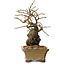 Grewia biloba Parviflora, 19 cm, ± 15 ans
