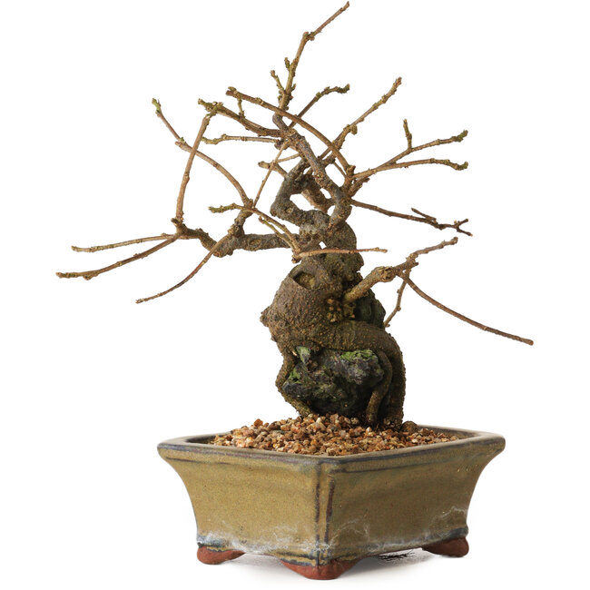 Grewia biloba Parviflora, 19 cm, ± 15 ans