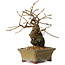 Grewia biloba Parviflora, 19 cm, ± 15 ans