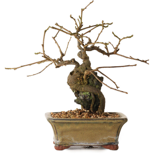 Grewia biloba Parviflora, 19 cm, ± 15 ans