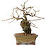 Grewia biloba Parviflora, 19 cm, ± 15 ans
