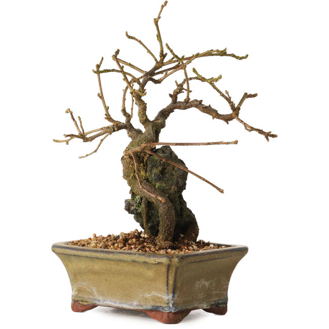 Grewia biloba Parviflora, 19 cm, ± 15 ans