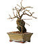 Grewia biloba Parviflora, 19 cm, ± 15 ans