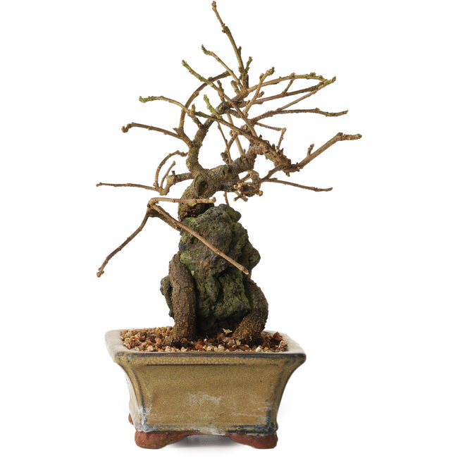 Grewia biloba Parviflora, 19 cm, ± 15 ans