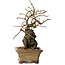Grewia biloba Parviflora, 19 cm, ± 15 ans