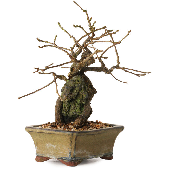 Grewia biloba Parviflora, 19 cm, ± 15 jaar oud