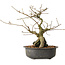 Grewia biloba Parviflora, 23 cm, ± 15 ans