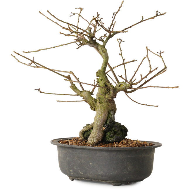 Grewia biloba Parviflora, 23 cm, ± 15 ans