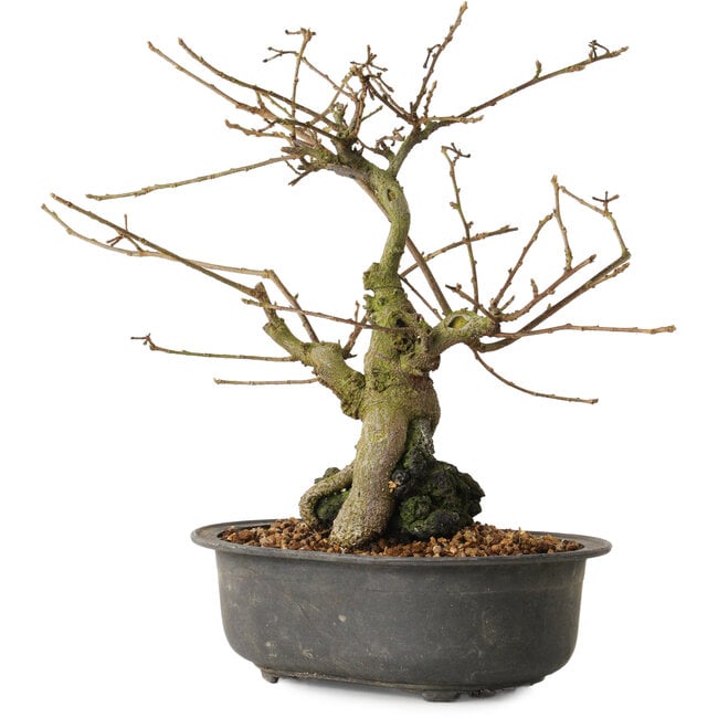 Grewia biloba Parviflora, 23 cm, ± 15 years old