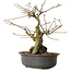 Grewia biloba Parviflora, 23 cm, ± 15 ans