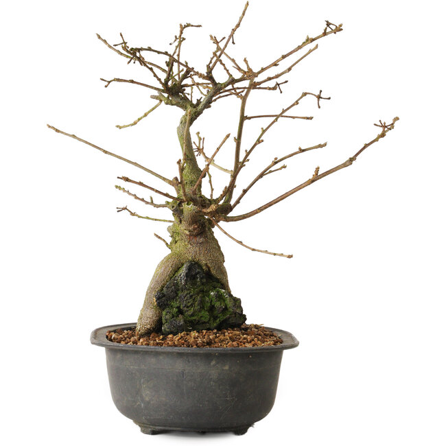 Grewia biloba Parviflora, 23 cm, ± 15 jaar oud