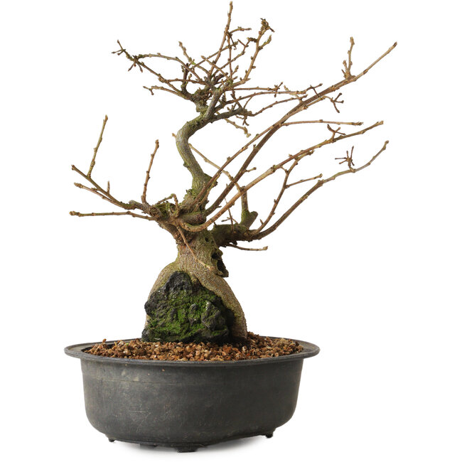 Grewia biloba Parviflora, 23 cm, ± 15 ans