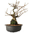 Grewia biloba Parviflora, 23 cm, ± 15 ans