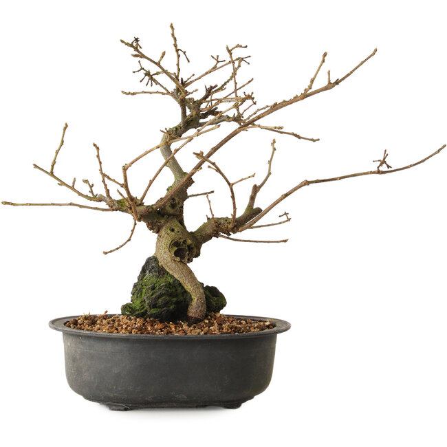 Grewia biloba Parviflora, 23 cm, ± 15 Jahre alt