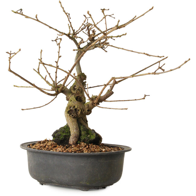 Grewia biloba Parviflora, 23 cm, ± 15 anni