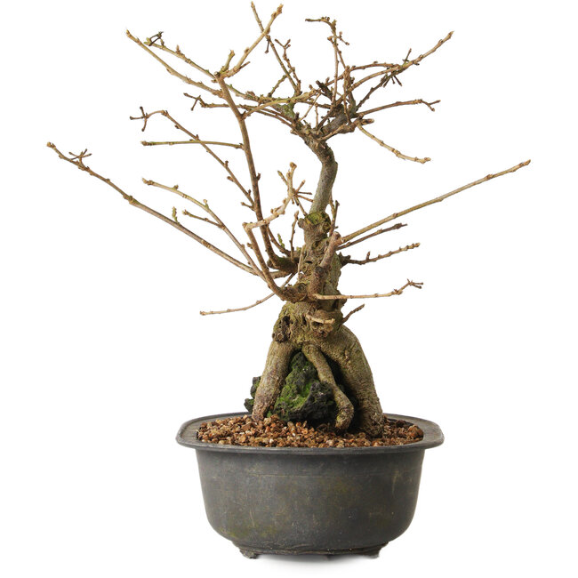 Grewia biloba Parviflora, 23 cm, ± 15 ans