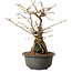 Grewia biloba Parviflora, 23 cm, ± 15 ans