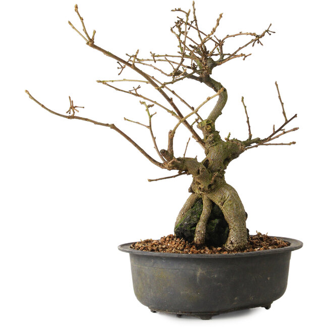 Grewia biloba Parviflora, 23 cm, ± 15 ans