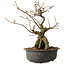 Grewia biloba Parviflora, 23 cm, ± 15 ans