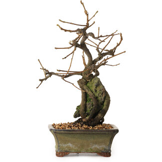 Grewia biloba Parviflora, 19 cm, ± 15 ans