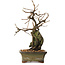 Grewia biloba Parviflora, 19 cm, ± 15 ans