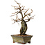 Grewia biloba Parviflora, 19 cm, ± 15 ans