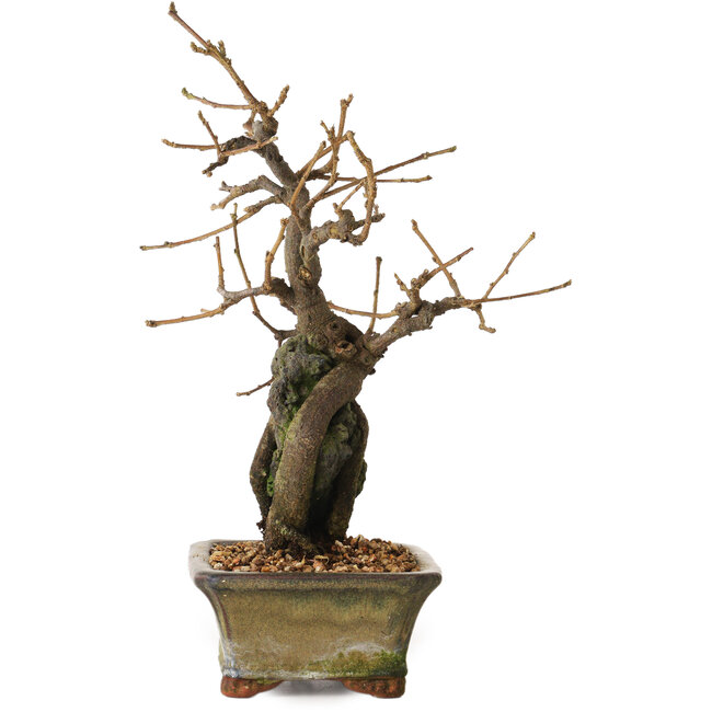 Grewia biloba Parviflora, 19 cm, ± 15 ans