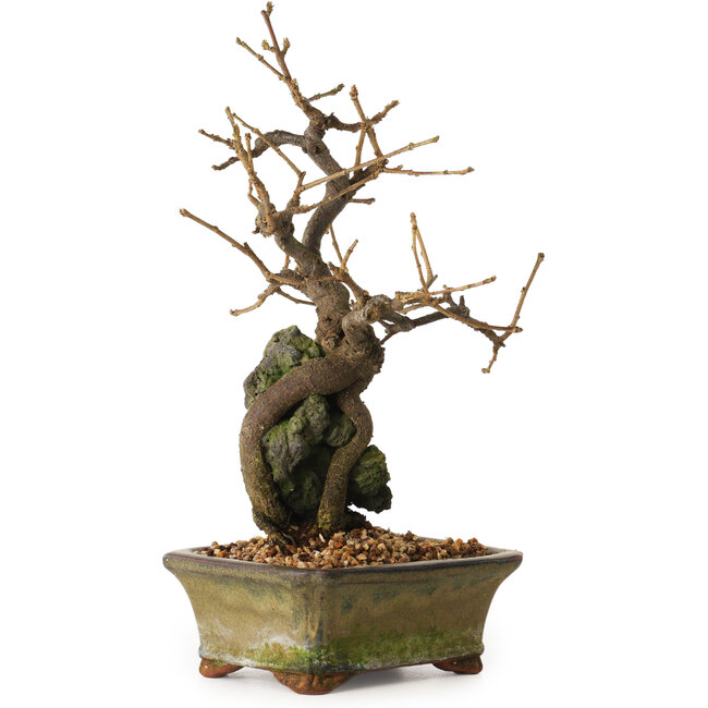 Grewia biloba Parviflora, 19 cm, ± 15 ans