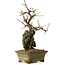 Grewia biloba Parviflora, 19 cm, ± 15 ans